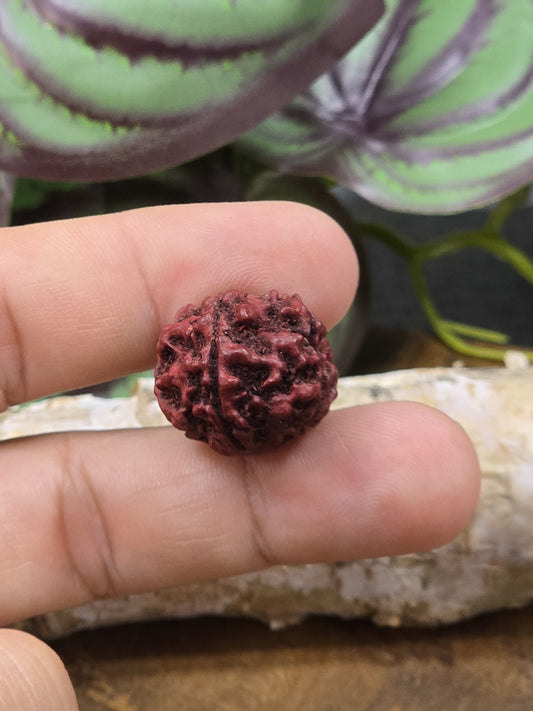 Rote Naturperle mit rauer, gerillter Oberfläche zur Größendarstellung zwischen den Fingern