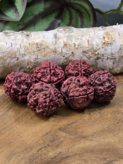 Sechs rote Rudraksha-Perlen mit strukturierter Oberfläche für Mala-Schmuck und DIY-Projekte