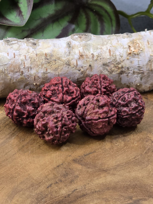 Sechs rote Rudraksha-Perlen mit strukturierter Oberfläche für Mala-Schmuck und DIY-Projekte