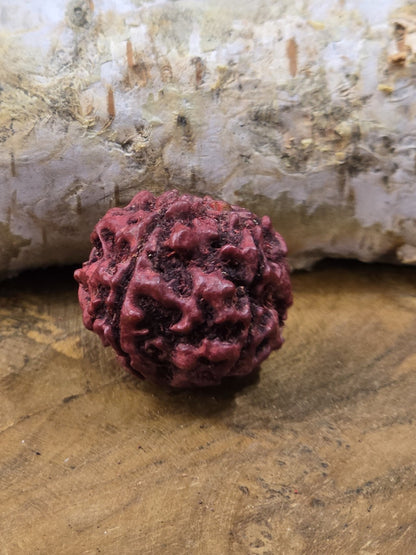 Detailaufnahme einer roten Rudraksha-Perle mit natürlicher Struktur auf Holzuntergrund