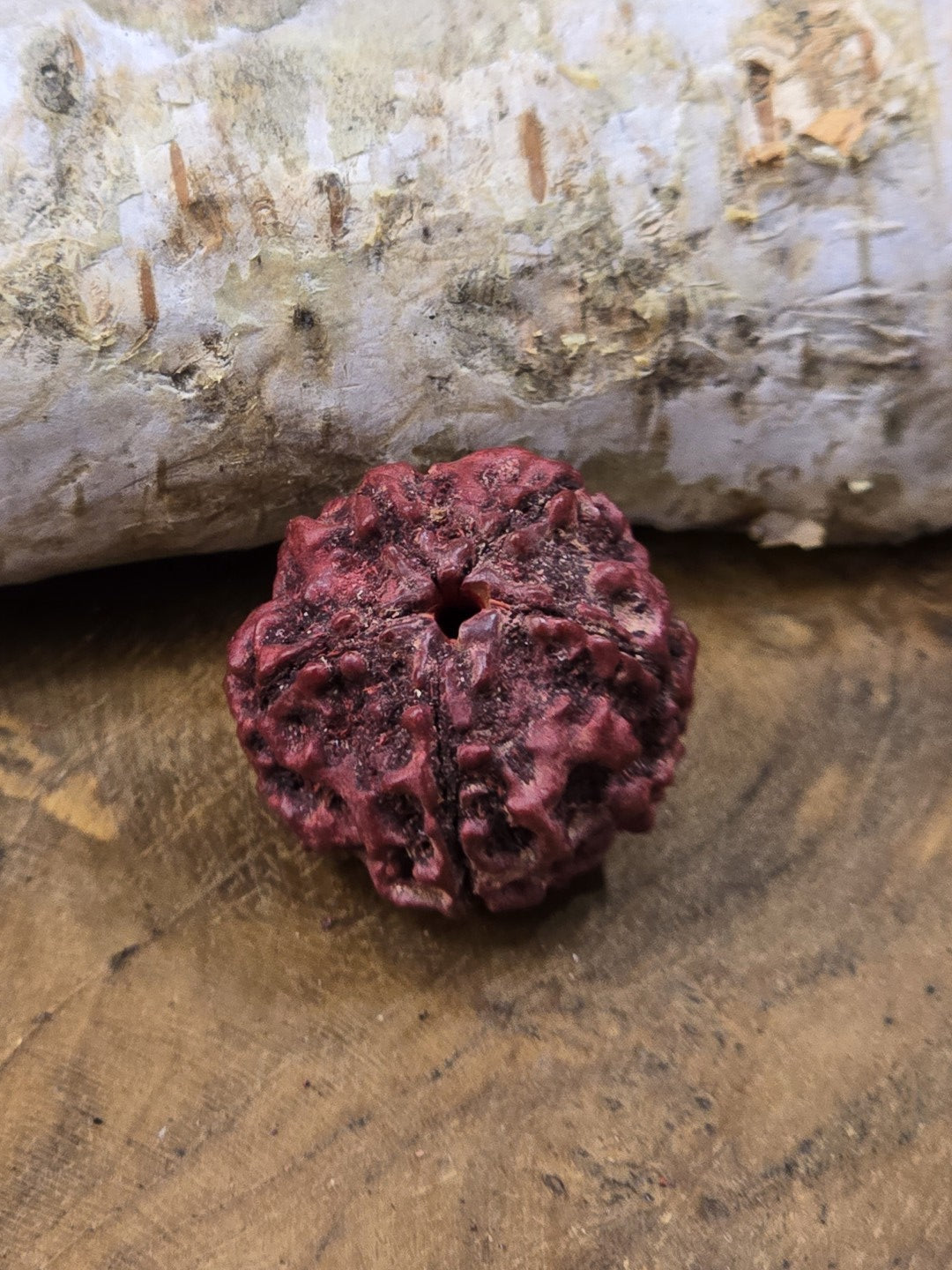Rote Rudraksha-Perle mit sichtbarer Bohrung für Mala-Ketten, Armbänder und Schmuckdesign