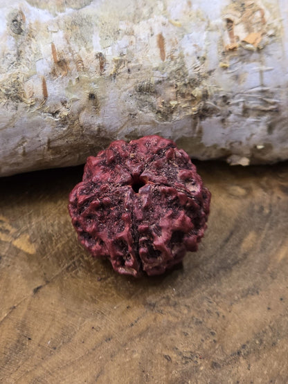 Rote Rudraksha-Perle mit sichtbarer Bohrung für Mala-Ketten, Armbänder und Schmuckdesign